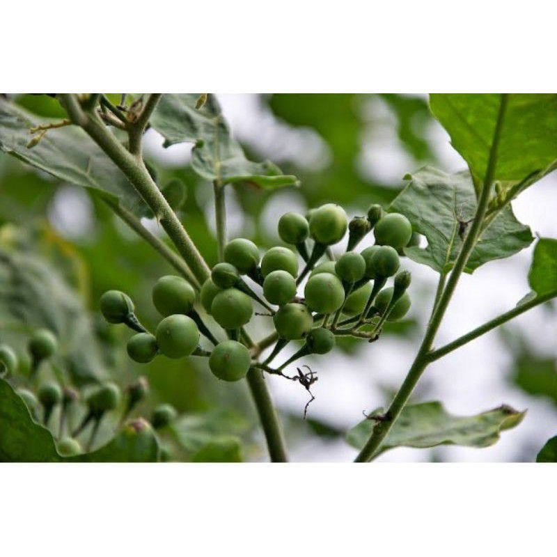

cepoka/takokak segar fresh/250 gram