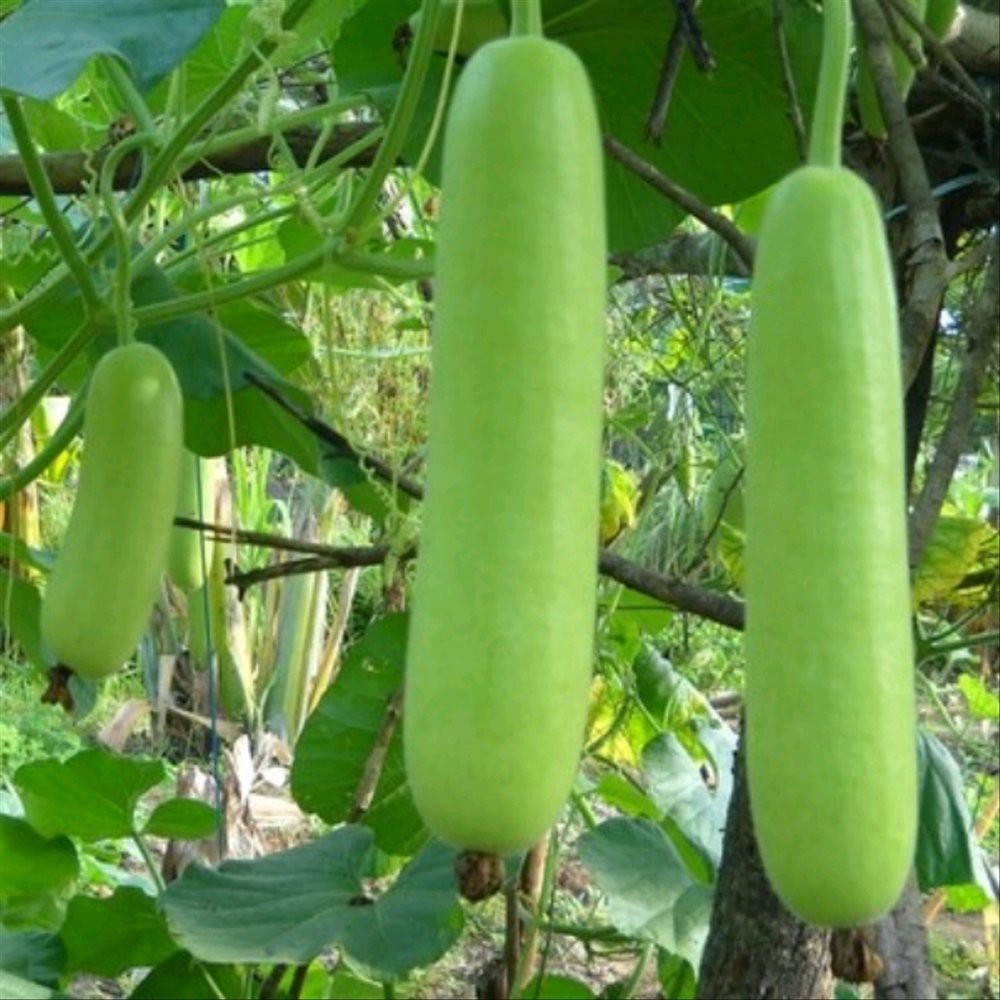 10 Biji labu Siam Air Ruma F1