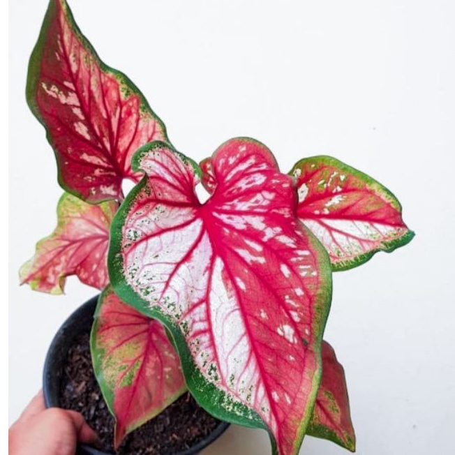 TANAMAN HIAS CALADIUM RED CLONE KELADI RED CLONE
