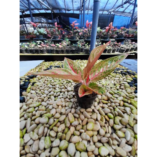 [✅COD] LEGACY - (AGLONEMA LEGACY MERAH UKURAN SEDANG) / LEGASY MERAH / AGLOMEMA LEGACY