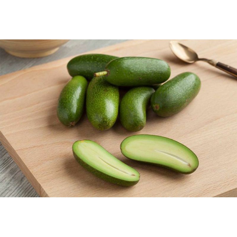 Alpukat Non Biji Filhipin | Bibit Alpukat import (Original non biji)
