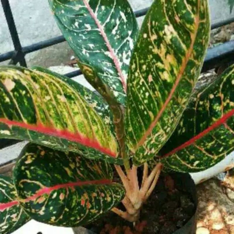 paket 5 aglonema donacarmen