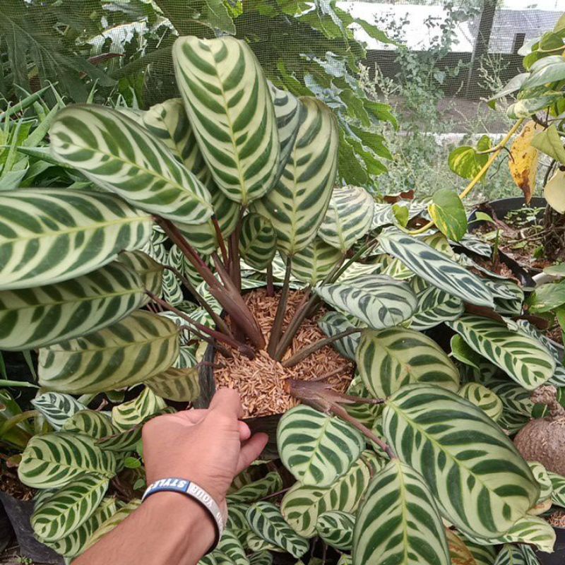 Tanaman Hias calatea maranta kodok