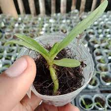 anggrek vanda hibrid seedling sedling ber id lengkap - anggrek vanda sedling murah