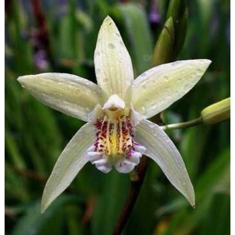 bunga anggrek tanah putih tanaman hidup anggrek - Tanaman Hias ANGGREK TANAH PUTIH-Bunga Hidup