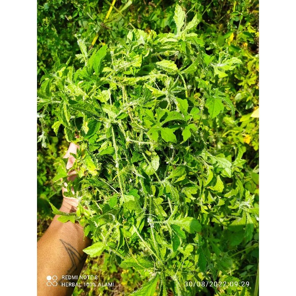 

daun pare hutan asli 1KG