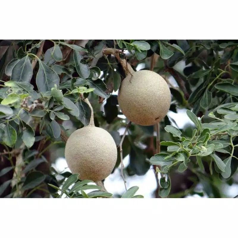 

BUAH KAWISTA 1KG