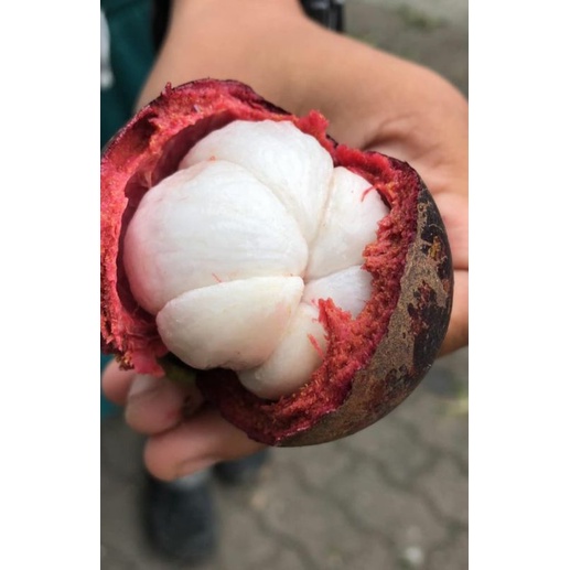 

Buah Manggis 1 KG