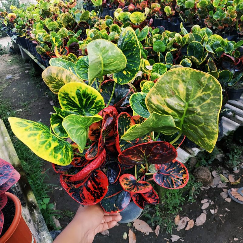 puring apel srg jumbo cabang 3