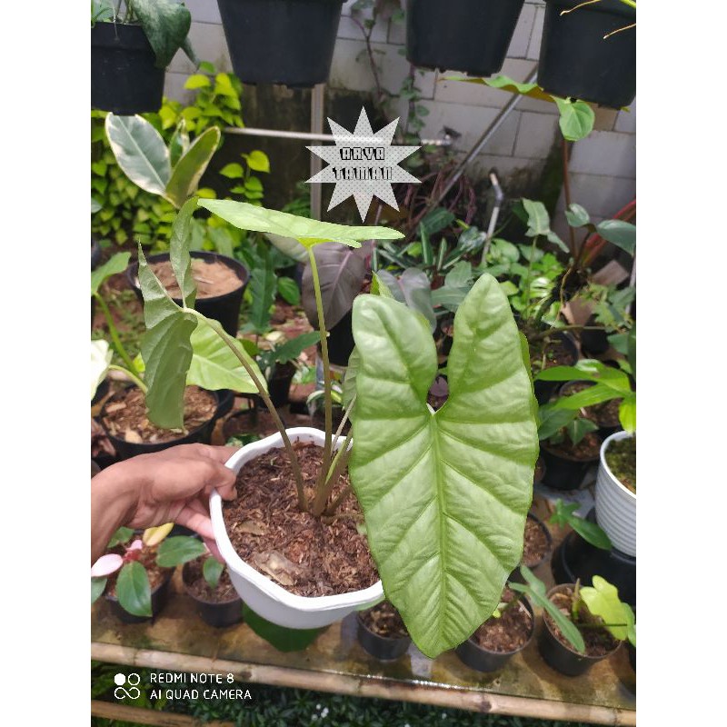ALOCASIA CORAZON | TANAMAN HIAS ALOCASIA CORAZON