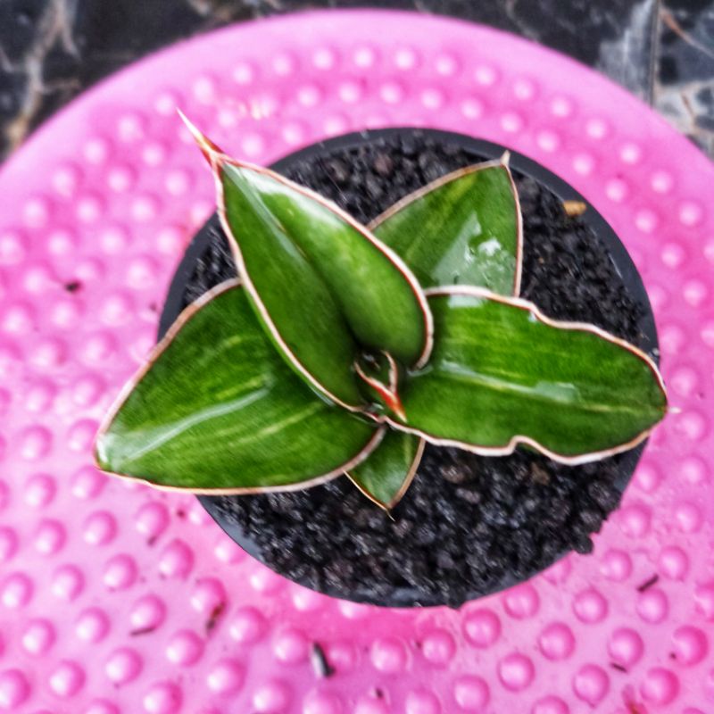 Sansivera Robusta Dwarf Varigata #01