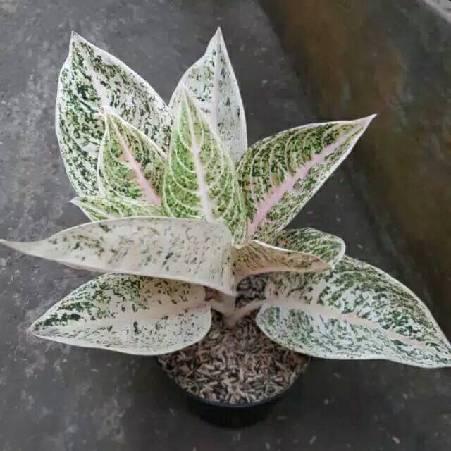tanaman hias aglonema legacy putih/ pohon hias aglonema legacy putih