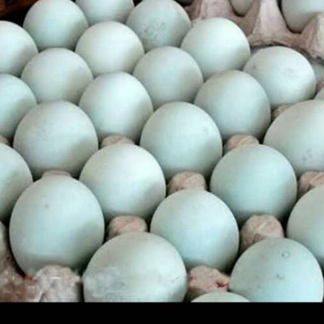 

Telur bebek fertil - telur bebek konsumsi