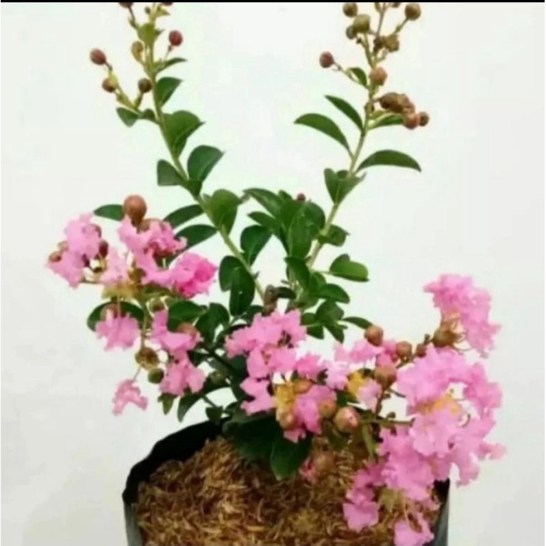 Bibit Tanaman Sakura Lokal Pink | Pohon Sakura Lokal Indonesia