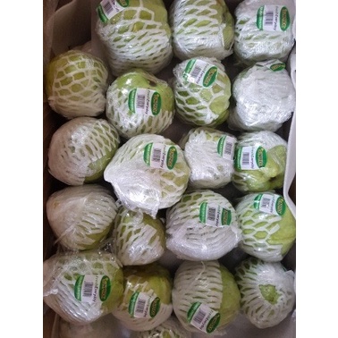 

10cscss Jambu Kristal (Non Biji) Dscscv