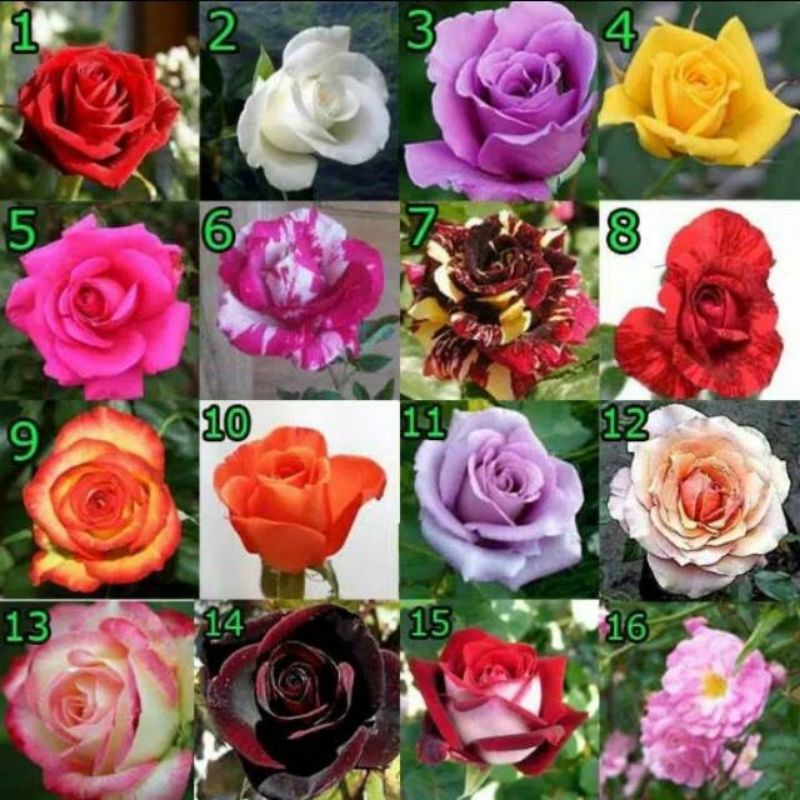 

paket 12 mawar HOLAND FRESH