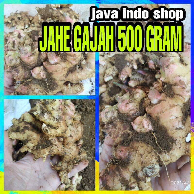 JAHE GAJAH SEGAR 500 GRAM /  BIBIT JAHE / JAHE GAJAH