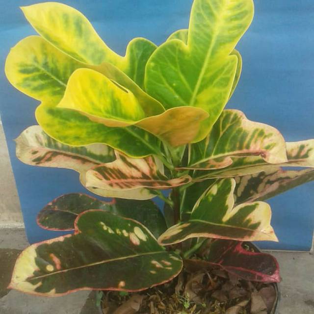 Tanaman hias puring jetli