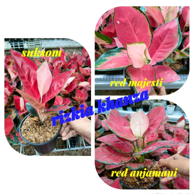 paket 3 aglonema import termurah