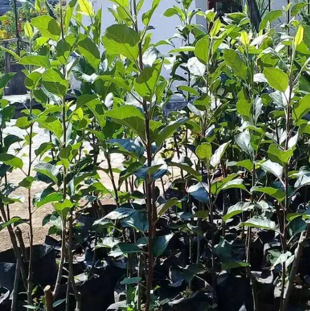 Bibit Apel Pink Huny Berkualitas