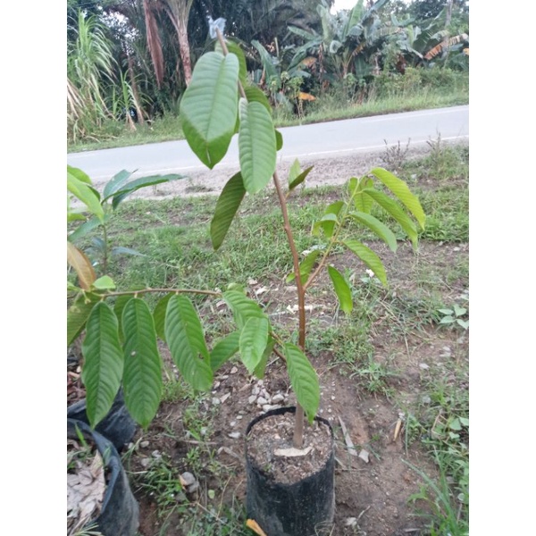 tabulampot srikaya