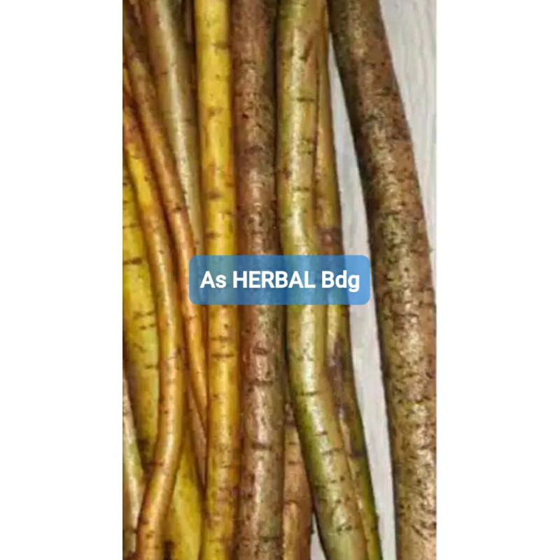 

Paket 500 gram akar tuba segar-az