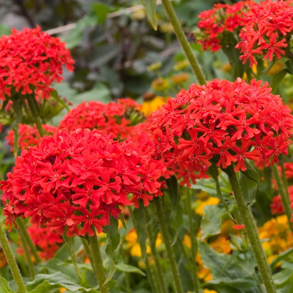 Benih Bibit Biji - Bunga Maltese Cross (Lychnis chalcedonica) Flower Seeds - IMPORT