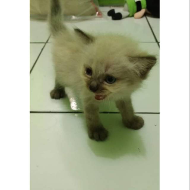 Kucing Persia Himalaya Bulu Kapas Termurah Surabaya Jualo