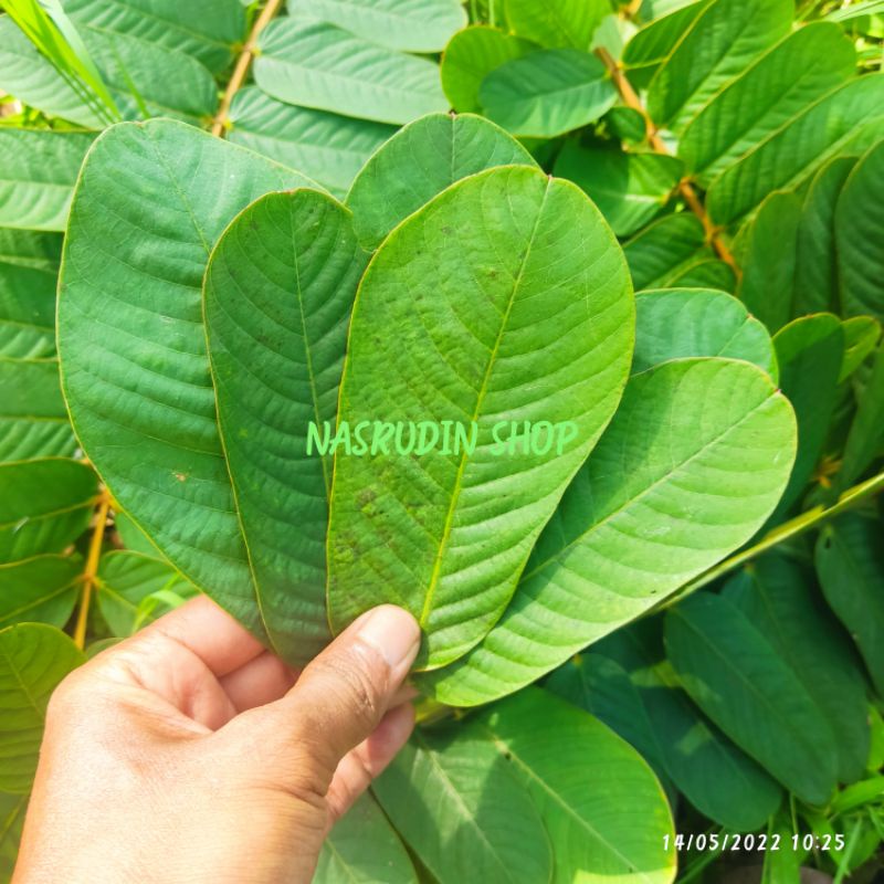 

DAUN KETEPENG SEGAR 100 LEMBAR | SENNA ALATA | DAUN KASKADO | KETEPENG CINA | DAUN KUPANG | KI MANILA | KUPANG KUPANG | GELENGGANG | DAUN KURAP | KIMANILA