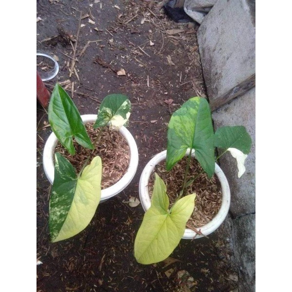 Syngonium Yellow Varigata - syngonium yellow