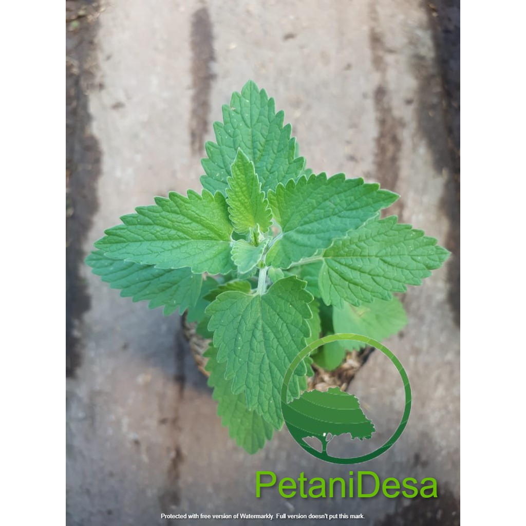 Bibit Tanaman Herbal Catnip - Nepeta Cataria - Catmint - BAKUL KEMBANG