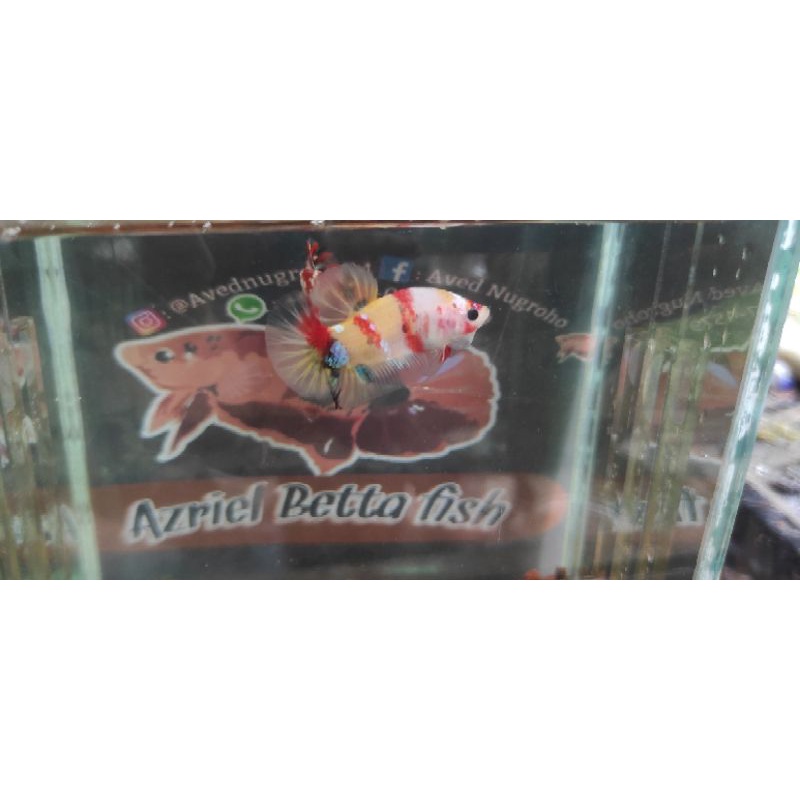 Cupang Yellow base mutlticolor (RealPict)