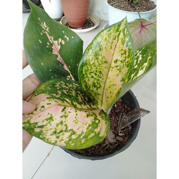 aglonema kocin paramuai/aglo kocin