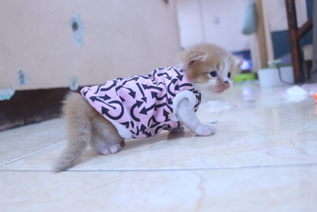 Kaos kucing oblong motif panah avatar pink lucu untuk kucing / baju kucing murah size S-XL