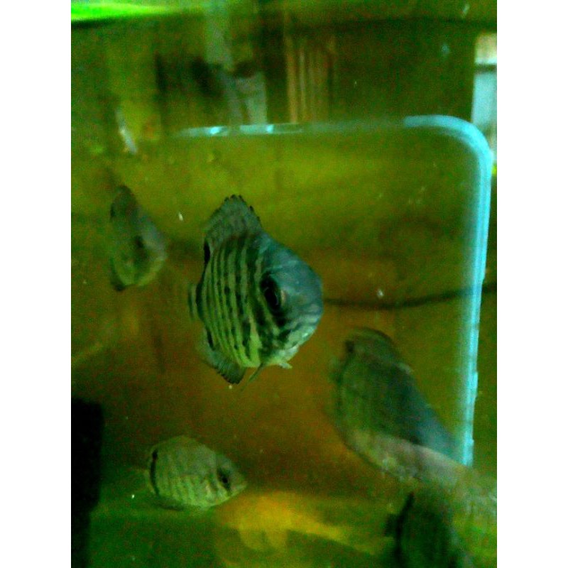 

ikan green severum