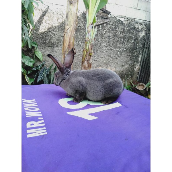 Kelinci Rex bulu karpet jantan remaja (2).