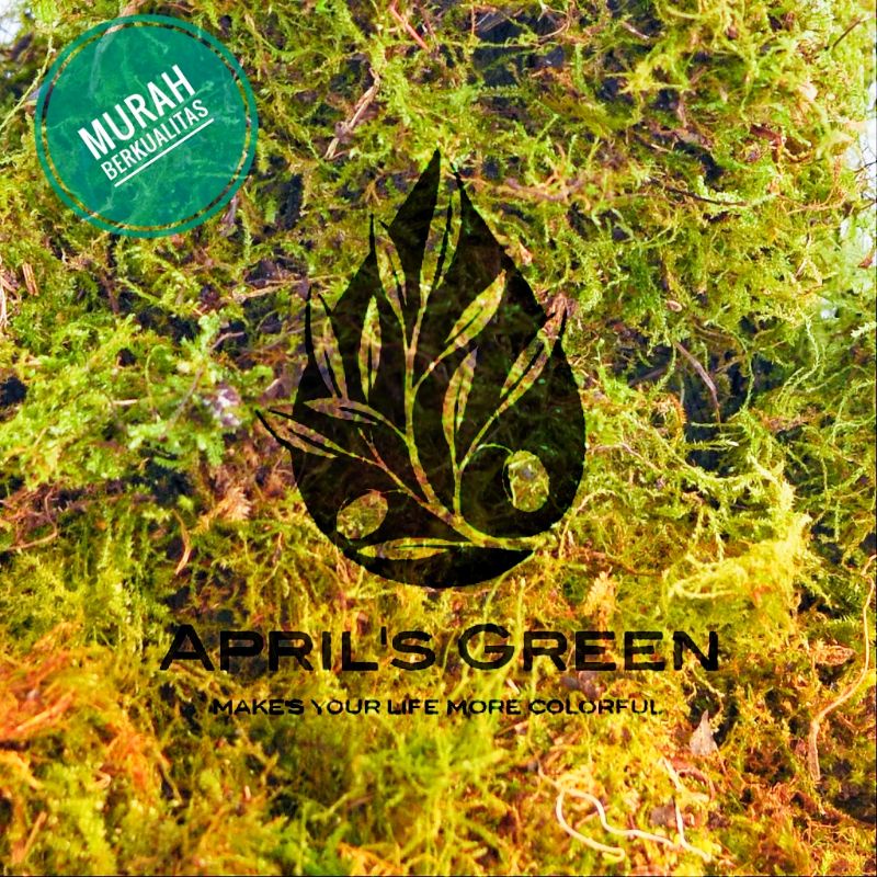 TERMURAH GROSIR Spagnum Moss Lumut Hidup 5 kg /5000 gram Media Tanam