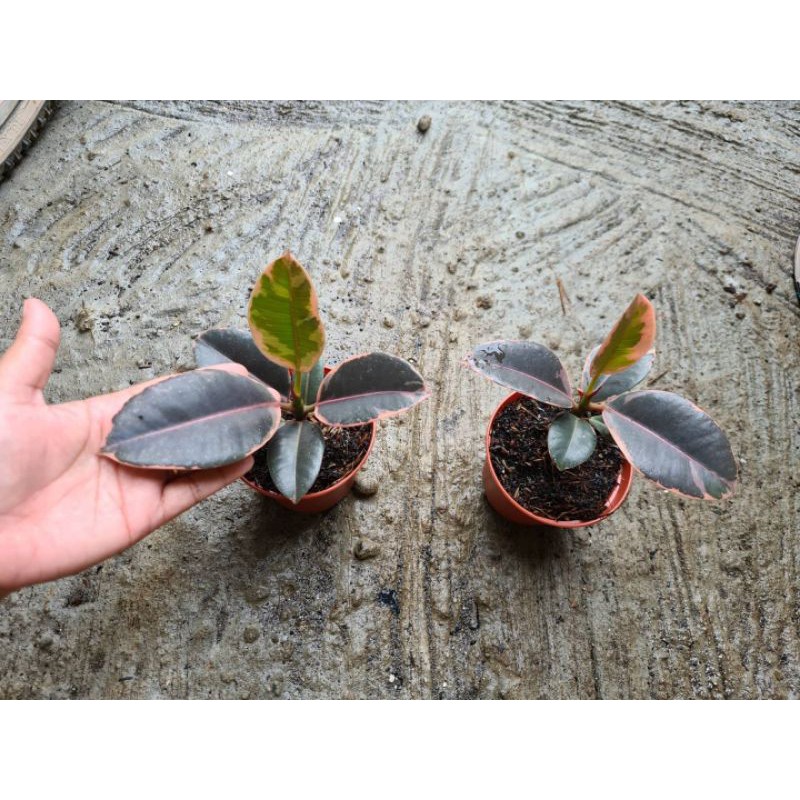 Ficus Elastica Red Ruby