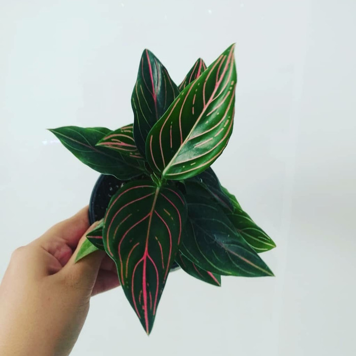 Aglonema Rotundum (Bisa COD) - Tanaman Hias Aglaonema Rotundum Red