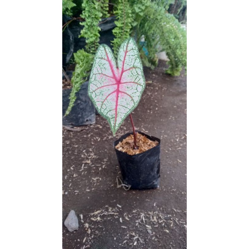 bibit keladi red Bone murah 