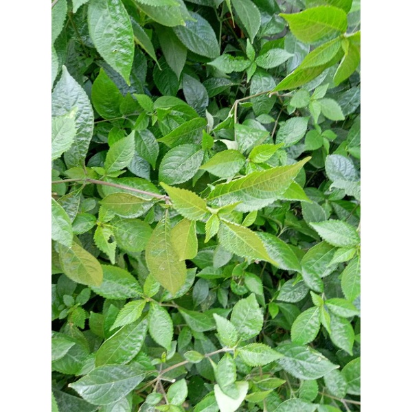 

Daun Ngokilo/Daun anti bisa ular, gigitan serangga