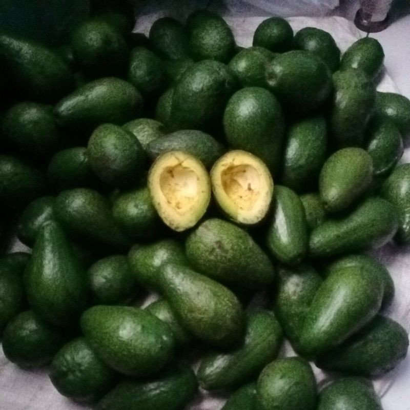 

AlpukatMentegagarut