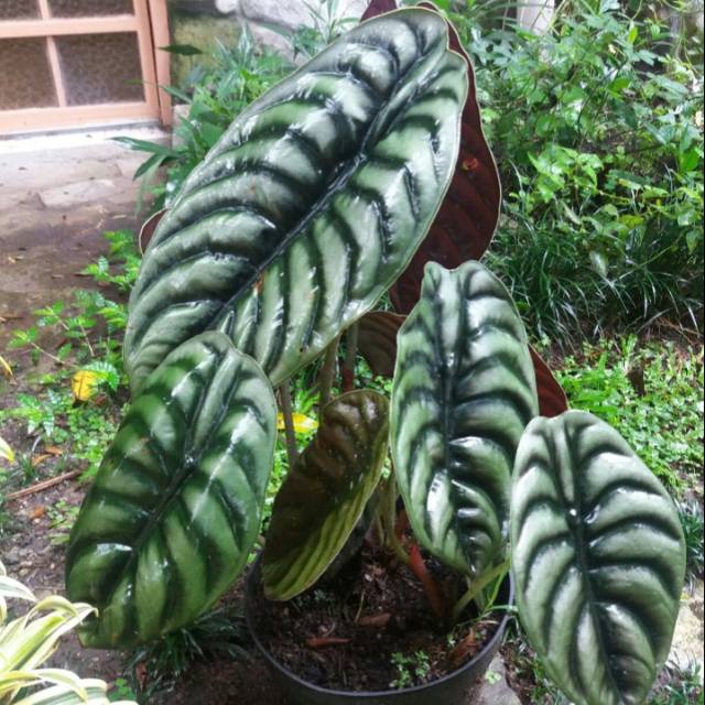 Tanaman hias alocasia cuprea besar - alocasia cuprea big