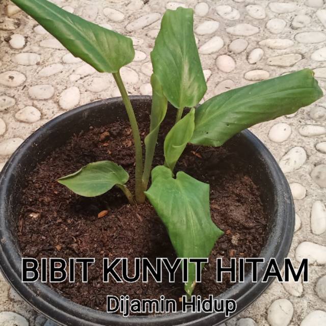 BIBIT KUNYIT HITAM