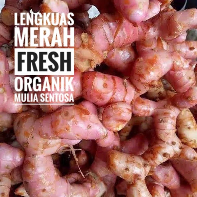 

Lengkuas Merah Fresh Organik 1 kg / Laos Merah / Laja Merah