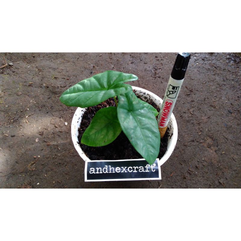 Alokasia Corazon / Alocasia Corazon