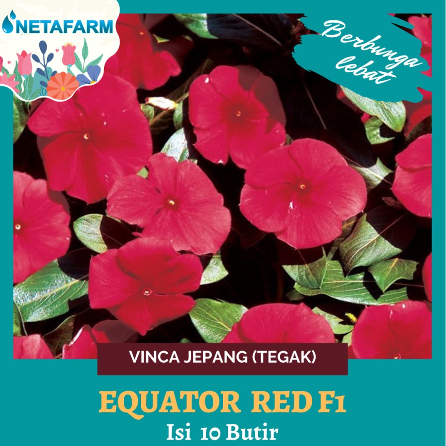 Benih Biji Bibit Bunga Vinca Jepang ( Tegak ) Equator Red F1 - 10 Btr