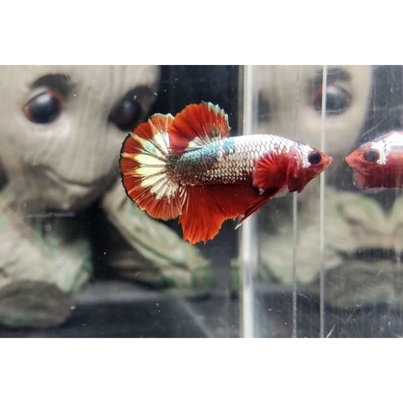 cupang FCCP real pict