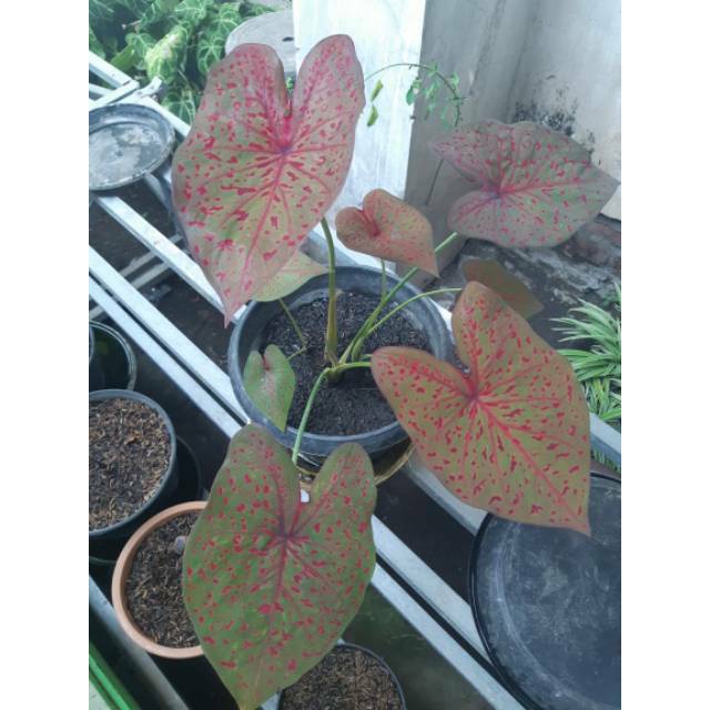Tanaman Hias Caladium Leopard Tanaman Bunga Keladi Leopard Tanaman Hias Keladi Murah