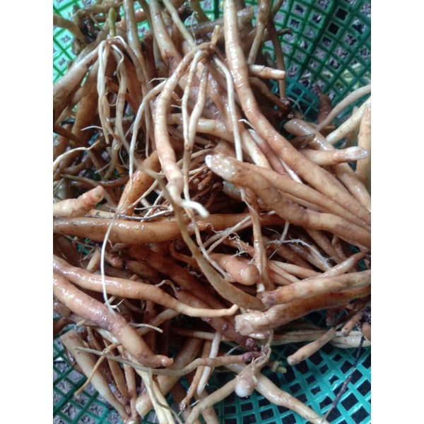 

Akar kencana Wungu/pletekan herbal 250 gr